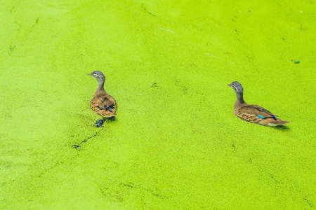 mallard duck feeding on duck weed in a green overgrown pond.の写真素材