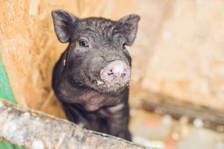 Little black pigs stand on a wooden fence on a farm.の写真素材