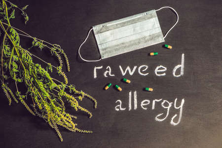 Ambrosia, medical mask, allergy tablets. Allergy to ambrosia conceptの写真素材