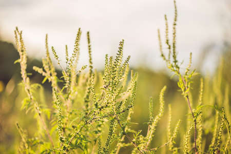 Ambrosia bushes that cause allergy in many people.の写真素材