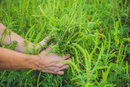 Men's hands tear ragweed, causing allergy in many people.の写真素材