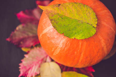 Fall season decoration for Thanksgiving or Halloween.の写真素材