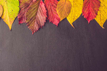 Autumn leaves over wooden background with copy space.の写真素材