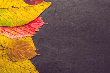 Autumn leaves over wooden background with copy space.の写真素材