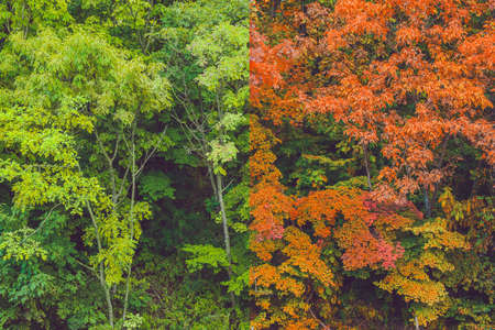 Summer and autumn forest. Transformations of summer into autumn.の写真素材