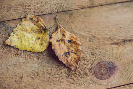 Yellow and green leaf with sad face on the old wooden background.の写真素材