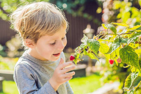 Child picking raspberry. Kids pick fresh fruit on organic raspberries farm. Children gardening and harvesting berry. Toddler kid eating ripe healthy berries. Outdoor family summer fun in the country.の写真素材