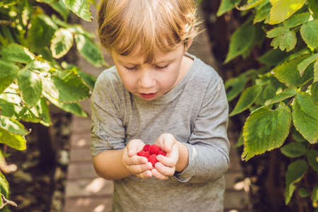 Child picking raspberry. Kids pick fresh fruit on organic raspberries farm. Children gardening and harvesting berry. Toddler kid eating ripe healthy berries. Outdoor family summer fun in the country.の写真素材