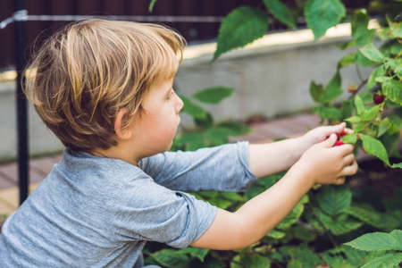 Child picking raspberry. Kids pick fresh fruit on organic raspberries farm. Children gardening and harvesting berry. Toddler kid eating ripe healthy berries. Outdoor family summer fun in the country.の写真素材