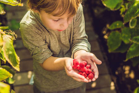 Child picking raspberry. Kids pick fresh fruit on organic raspberries farm. Children gardening and harvesting berry. Toddler kid eating ripe healthy berries. Outdoor family summer fun in the country.の写真素材