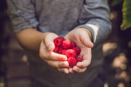 Child picking raspberry. Kids pick fresh fruit on organic raspberries farm. Children gardening and harvesting berry. Toddler kid eating ripe healthy berries. Outdoor family summer fun in the country.の写真素材