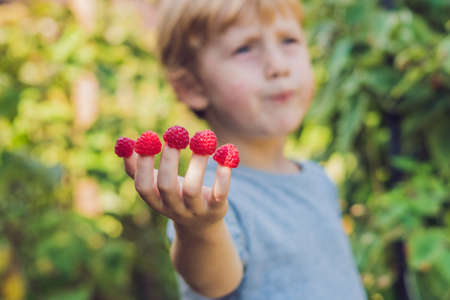 Child picking raspberry. Kids pick fresh fruit on organic raspberries farm. Children gardening and harvesting berry. Toddler kid eating ripe healthy berries. Outdoor family summer fun in the country.の写真素材