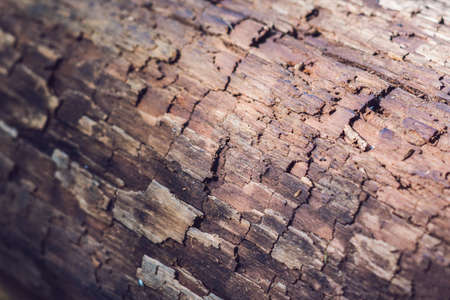 Very Old Wood Background. log in the forestの写真素材