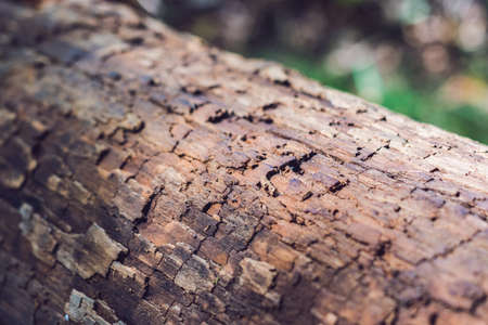 Very Old Wood Background. log in the forestの写真素材