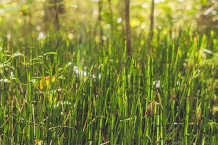 Wild plants - green background of horsetail or Tolkachik Equisetum arvense - Common Horsetail in spring. Green grass - abstract background of nature.の写真素材