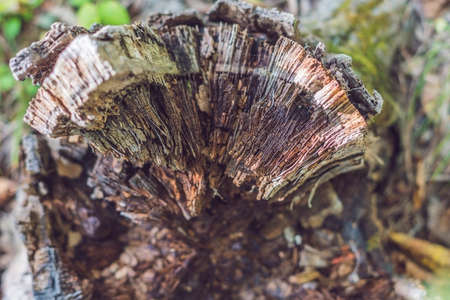 Old rotten tree stump in the autumn forest. Autumn mood. Withering and putrefaction concept.の写真素材
