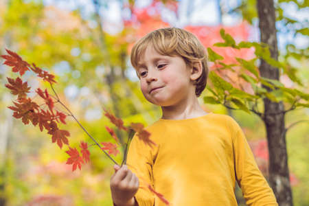 Little baby boy in the autumn park.の写真素材