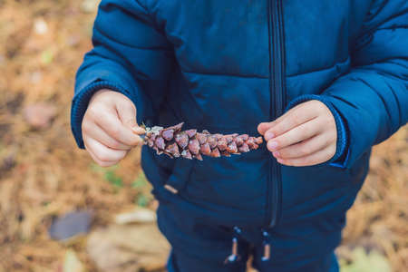 Cute little boy playing with big pine cone outdoors. Game for kids on the nature.の写真素材
