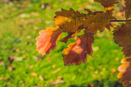 Background autumn orange leaves. Outdoor in the parkの写真素材