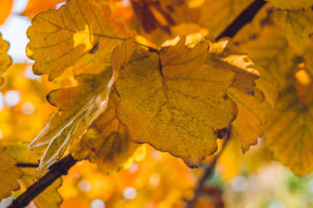 Background autumn orange leaves. Outdoor in the parkの写真素材