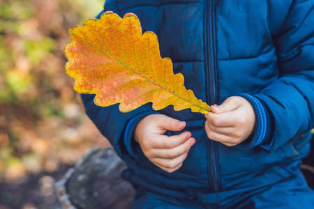 Background autumn orange leaves. Outdoor in the parkの写真素材