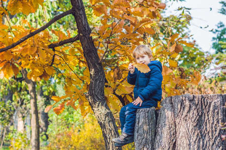 Cute little kid boy enjoying autumn day. Preschool child in colorful autumnal clothes learning to climb, having fun in garden or park on warm sunny day.の写真素材