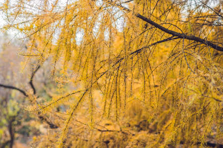 Larch tree with strobiles in November autumnの写真素材