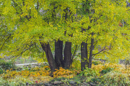 tree ginkgo in autumn, yellow leaves fall.