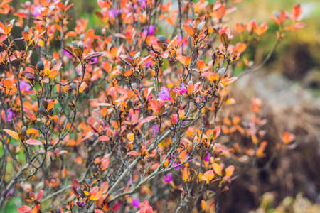 Pink flowers on a rhododendron called 'Point Defiance'.の写真素材
