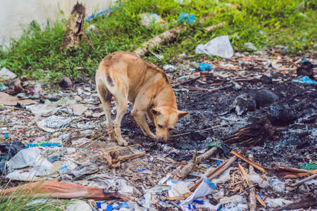 Street Dog Next to the Trash, Stray animals concept, pollution of the environment concept.の写真素材