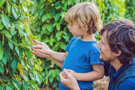 Father and son on a black pepper farm in Vietnam, Phu Quoc.の写真素材