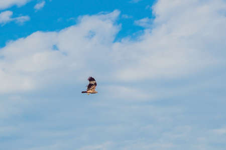 Awesome bird of prey in flight with the sky of background.の写真素材