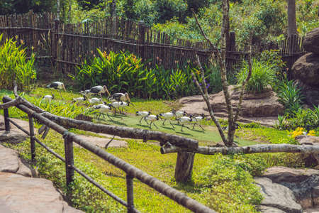 Wildlife and rainforest exotic tropical birds in a bird park.の写真素材