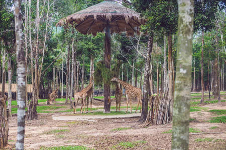 Giraffes eat tree branches in safari park.の写真素材