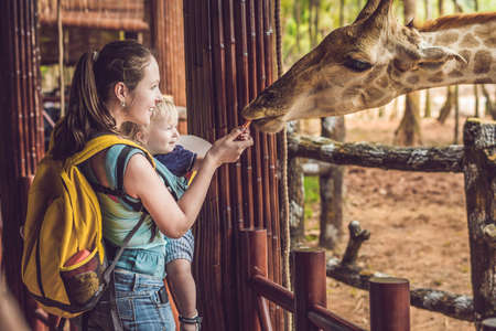 Happy mother and son watching and feeding giraffe in zoo. Happy family having fun with animals safari park on warm summer day.の写真素材