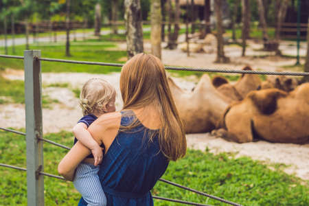 Mother and son looks at the camels at the zoo.の写真素材