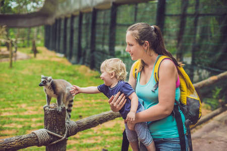 Mom and son are fed Ring-tailed lemur - Lemur catta. Beauty in nature. Petting zoo concept.の写真素材