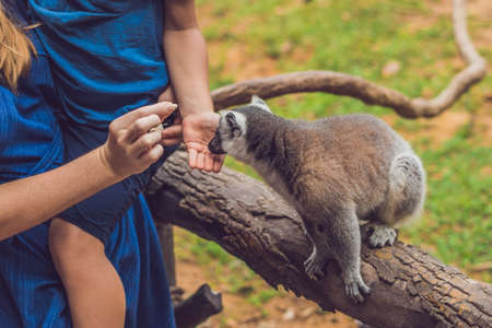 Mom and son are fed Ring-tailed lemur - Lemur catta. Beauty in nature. Petting zoo concept.
