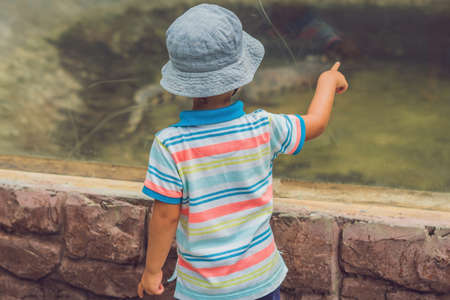 Boys watching reptiles in terrarium through glass.の写真素材