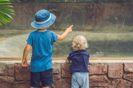 Boys watching reptiles in terrarium through glass.の写真素材