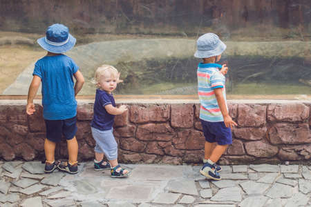 Boys watching reptiles in terrarium through glass.の写真素材