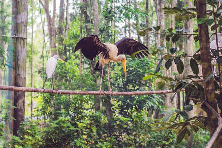 Wildlife and rainforest exotic tropical birds in a bird park.