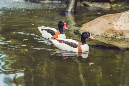 Wildlife and rainforest exotic tropical birds in a bird park.の写真素材