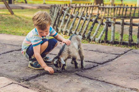 Small cute boy is feeding a small newborn goat.の写真素材
