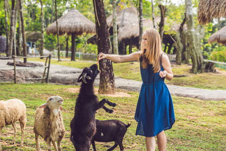 Attractive young woman feeding baby goats in the parkの写真素材