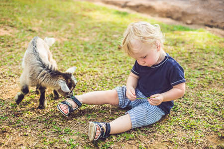 Small cute boy is feeding a small newborn goat.