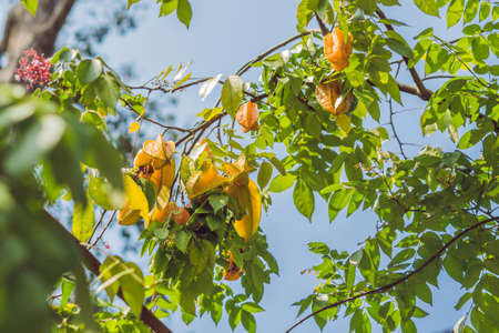 Carambola grows on a tree, Averrhoa carambola, Tropical fruit.の写真素材