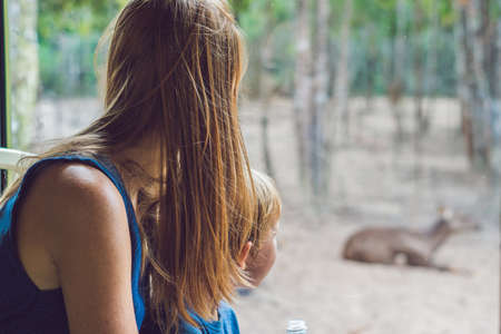 Tourists watch the animals from the bus in the safari park.の写真素材