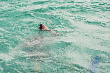 Divers on the surface of water ready to dive.の写真素材