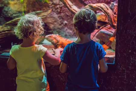 Little Boy and girl watching tropical coral fish in large sea life tank. Kids at the zoo aquarium.の写真素材
